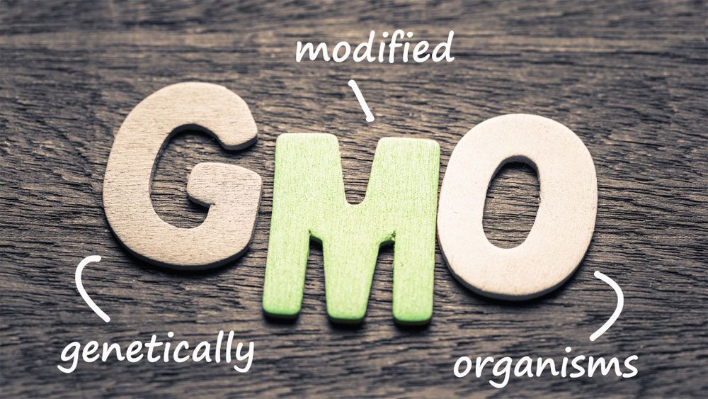 What are the Pros and Cons of GMO Foods?